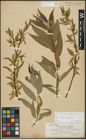 Foto von Salix alba L. x Salix fragilis L.